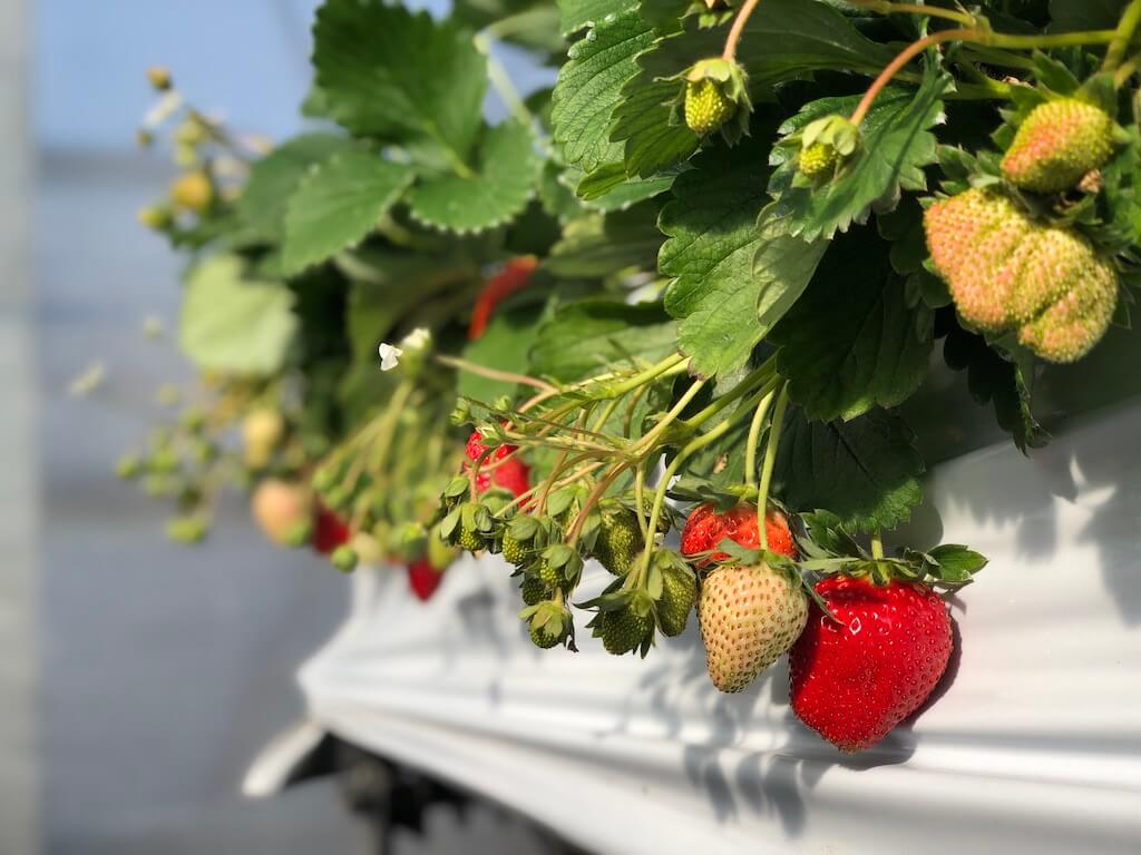 Strawberry Picking in Nagoya