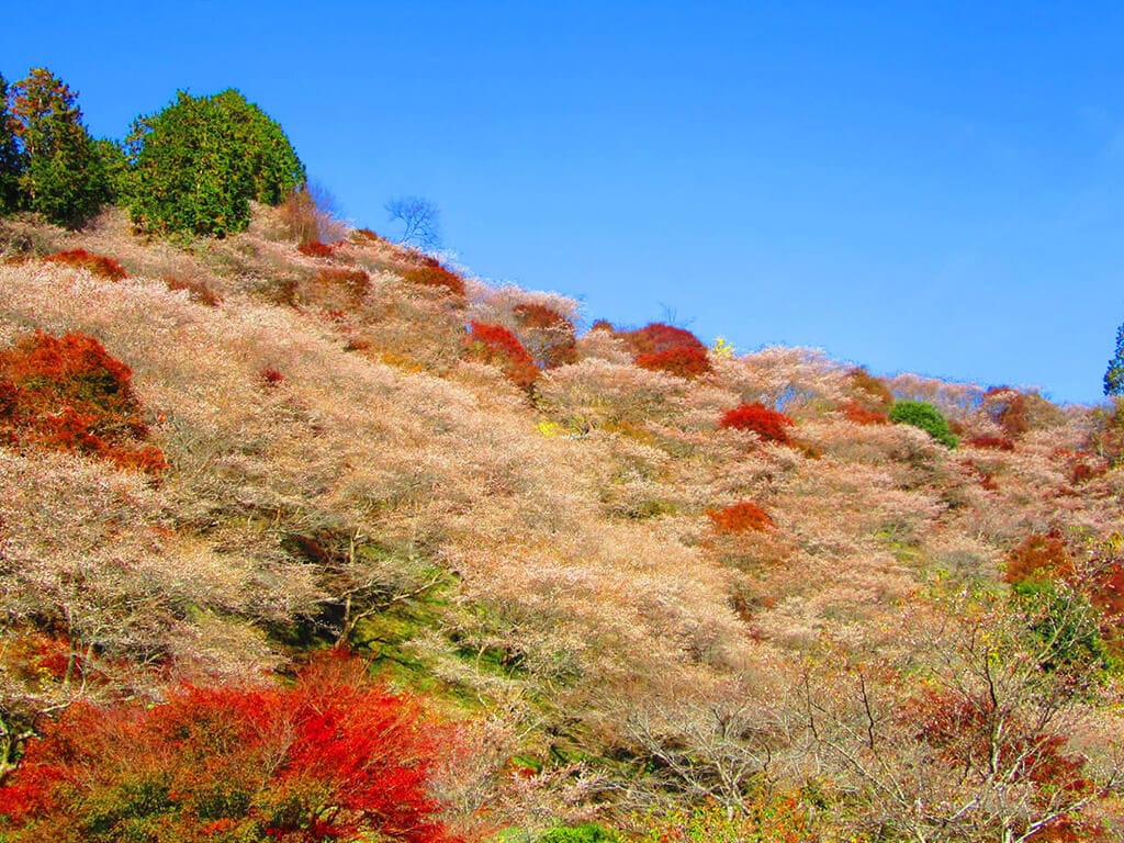 Obara Fureai autumn