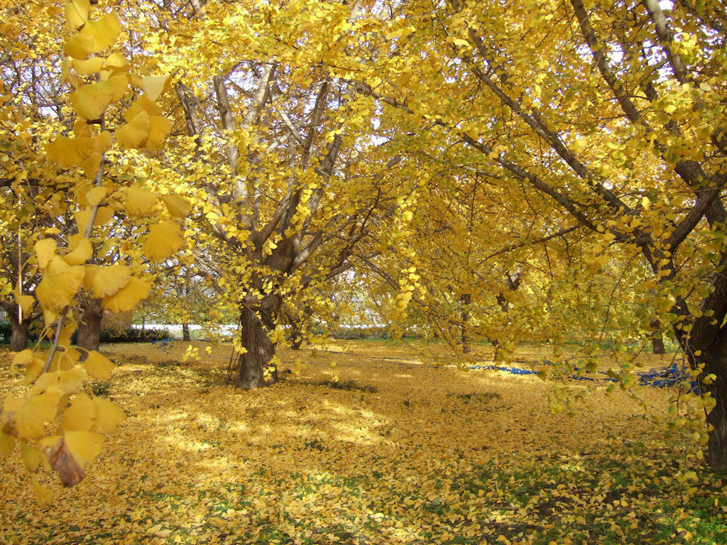 Sobue in Autumn