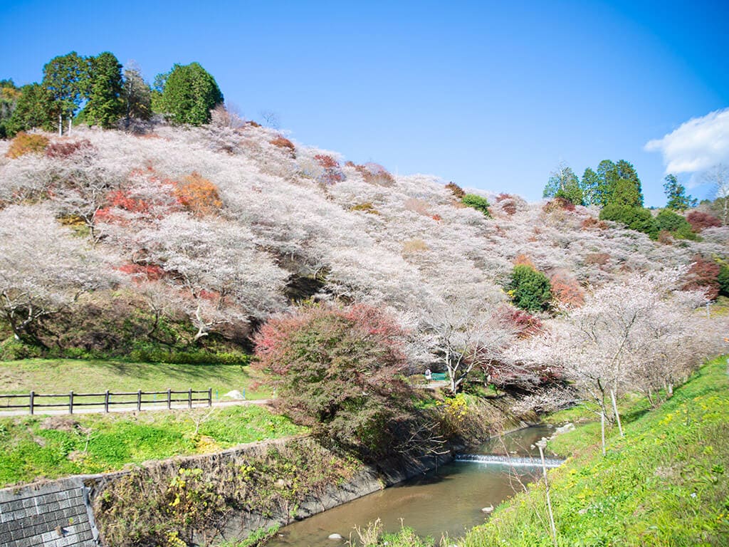 Obara Shikizakura