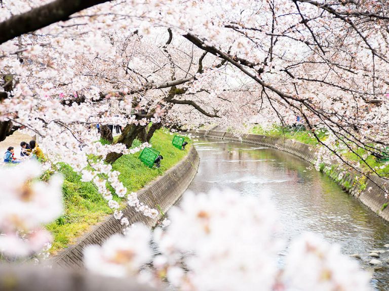 15 Cherry Blossom Spots in Nagoya and Aichi - Nagoya is not boring