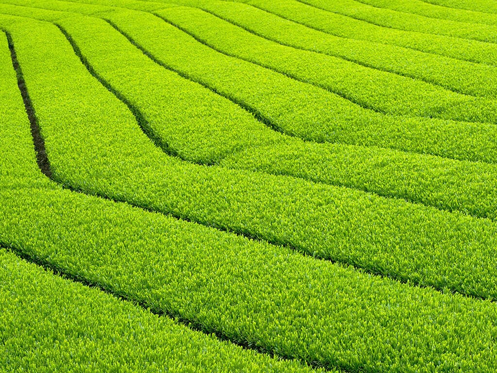 Nishio Tea field