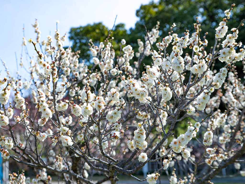 Higashiyama Zoo and Botanical Gardens plum blossoms