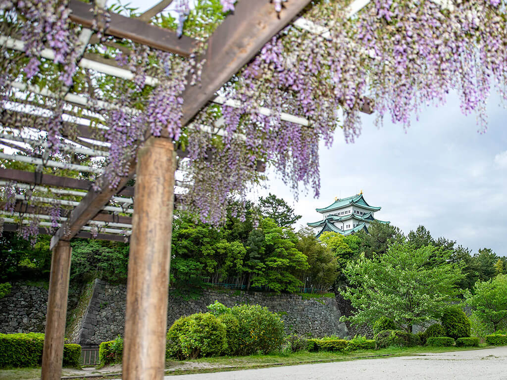 Meijo Park wisteria