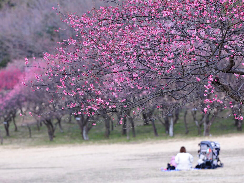 Odaka Ryokuchi Park plum blossoms
