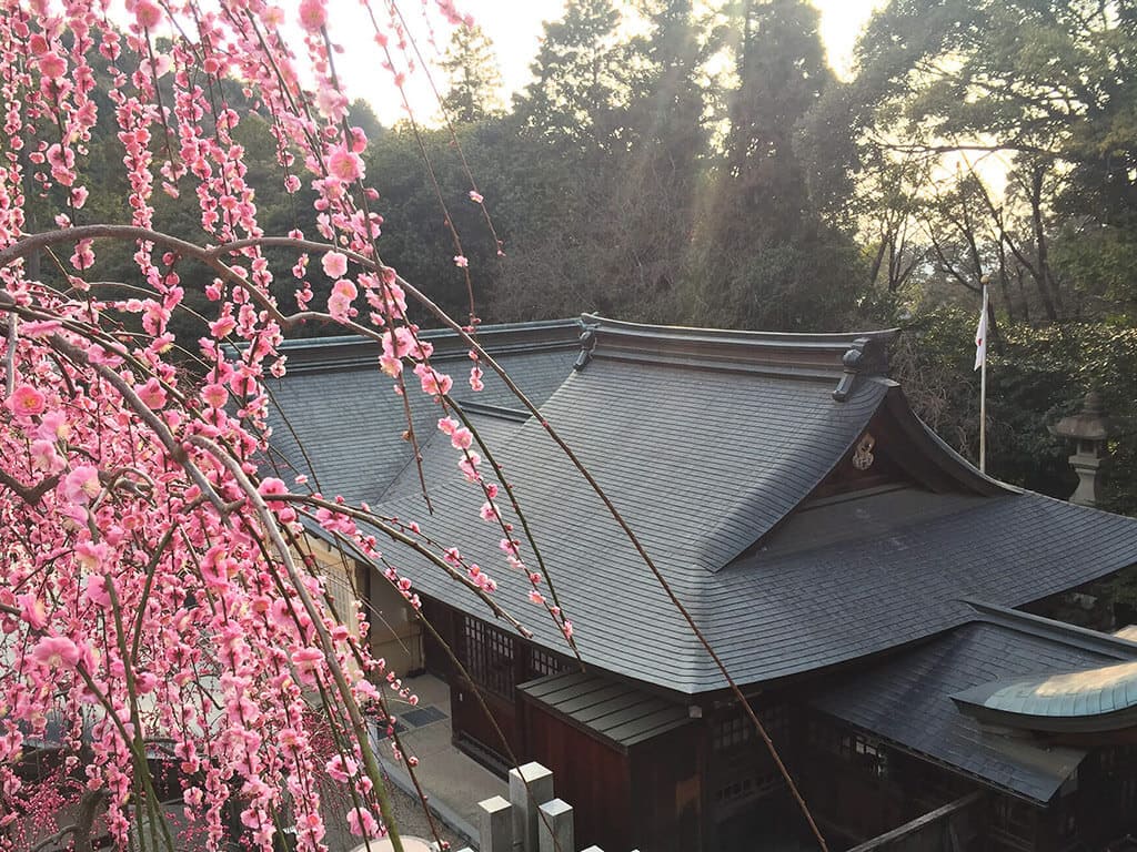 Oogata Jinja plum blossoms