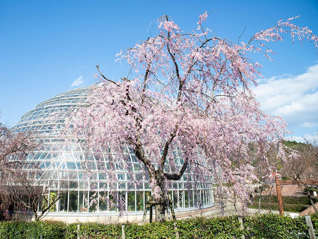 Togokusan Park plum blossoms