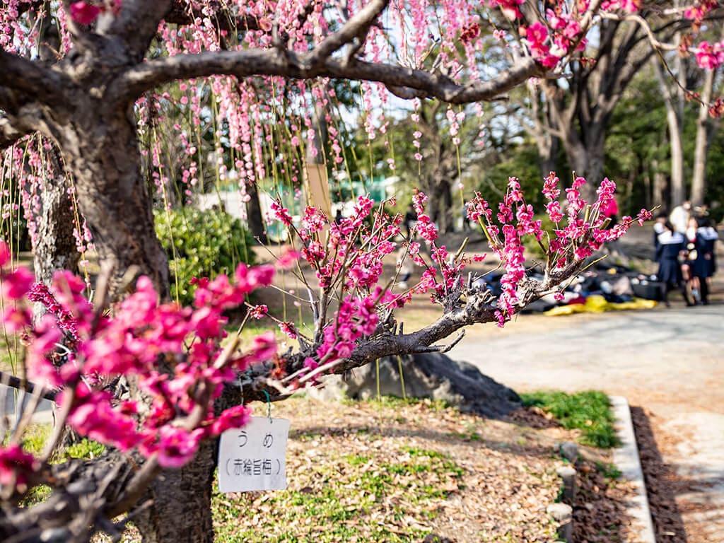 Arako Park plum blossoms