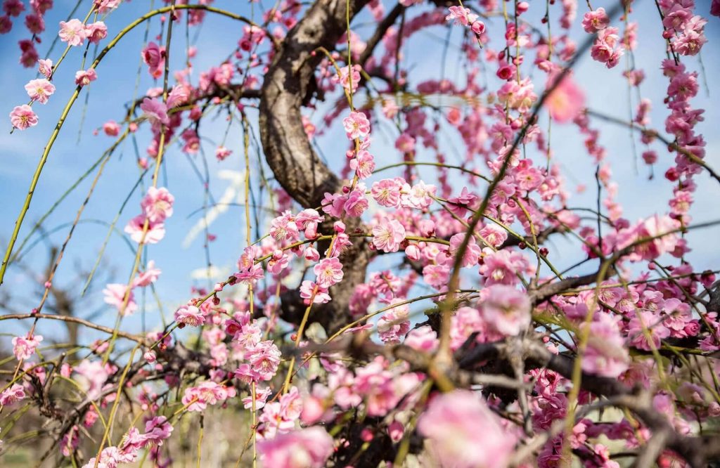 Arako Park plum blossoms