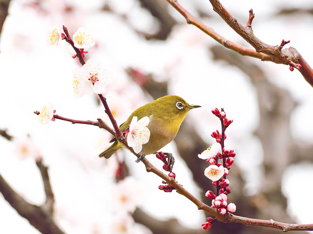 Plum blossoms in Nagoya and Aichi