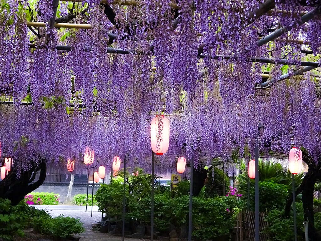Koto Garden wisteria