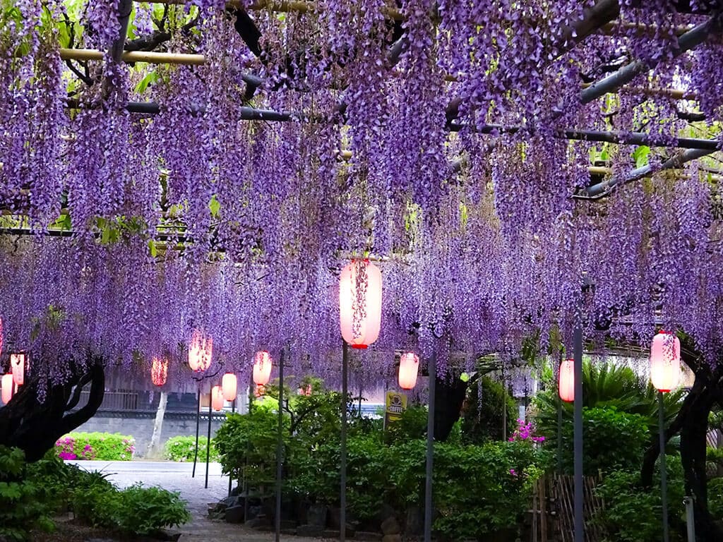 Top 6 Spots To See Wisteria Flowers In Aichi Nagoya Is Not Boring