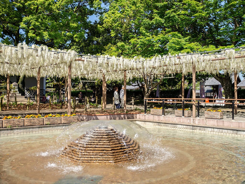 Mandara Park wisteria