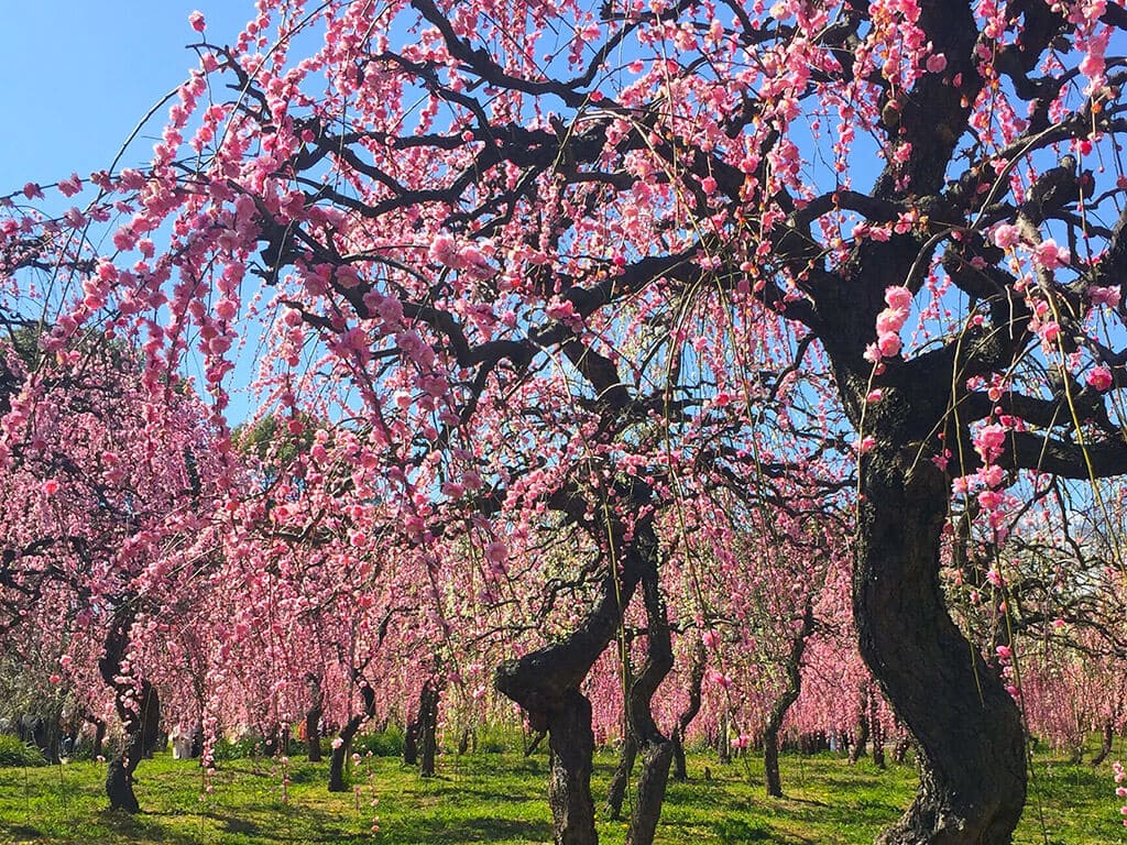 Nagoya Agricultural Center plum blossoms