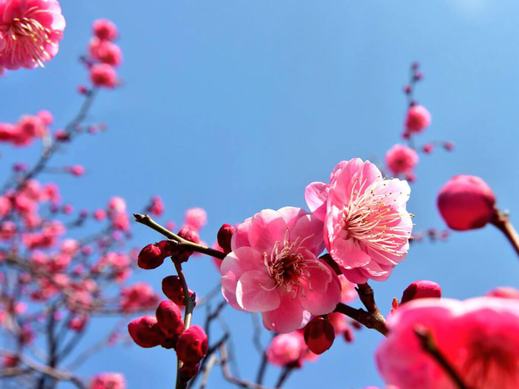 Okazaki Minami Park plum blossoms