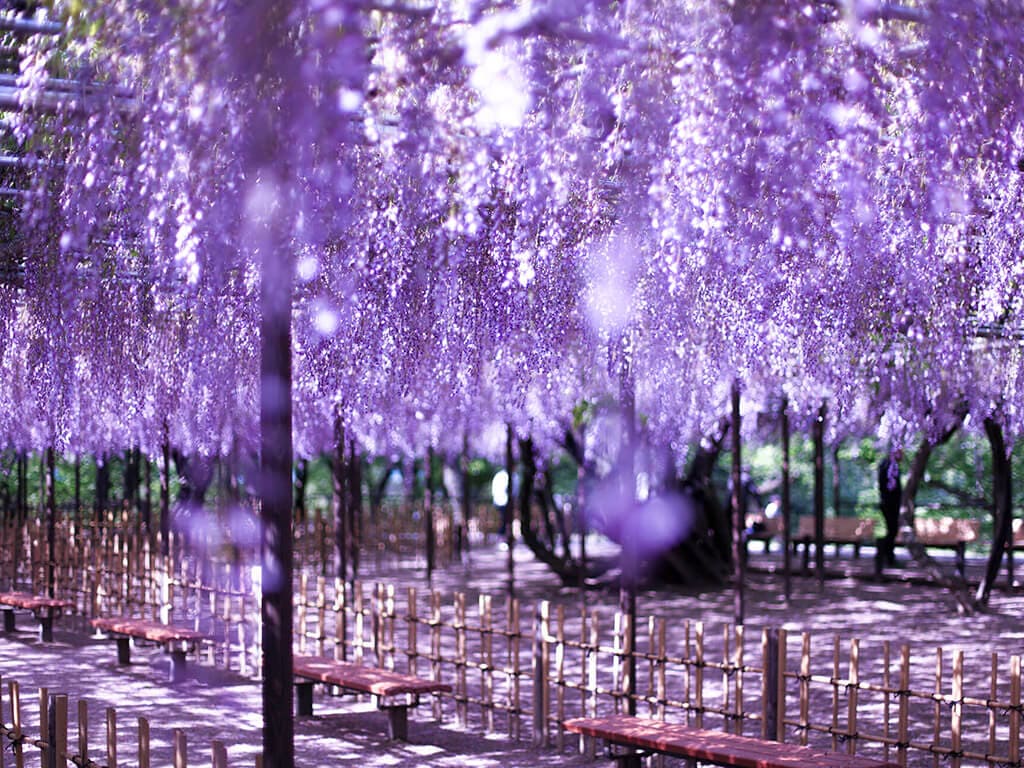 Okazaki park wisteria