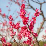 Plum Blossoms in Aichi and Nagoya