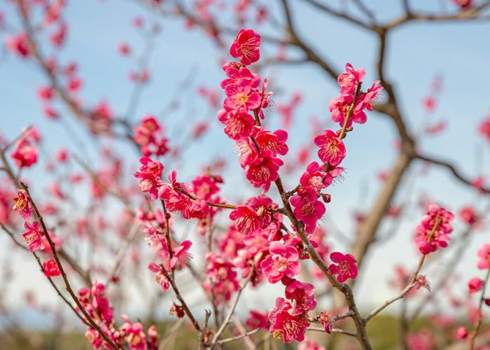 Plum Blossoms in Aichi and Nagoya