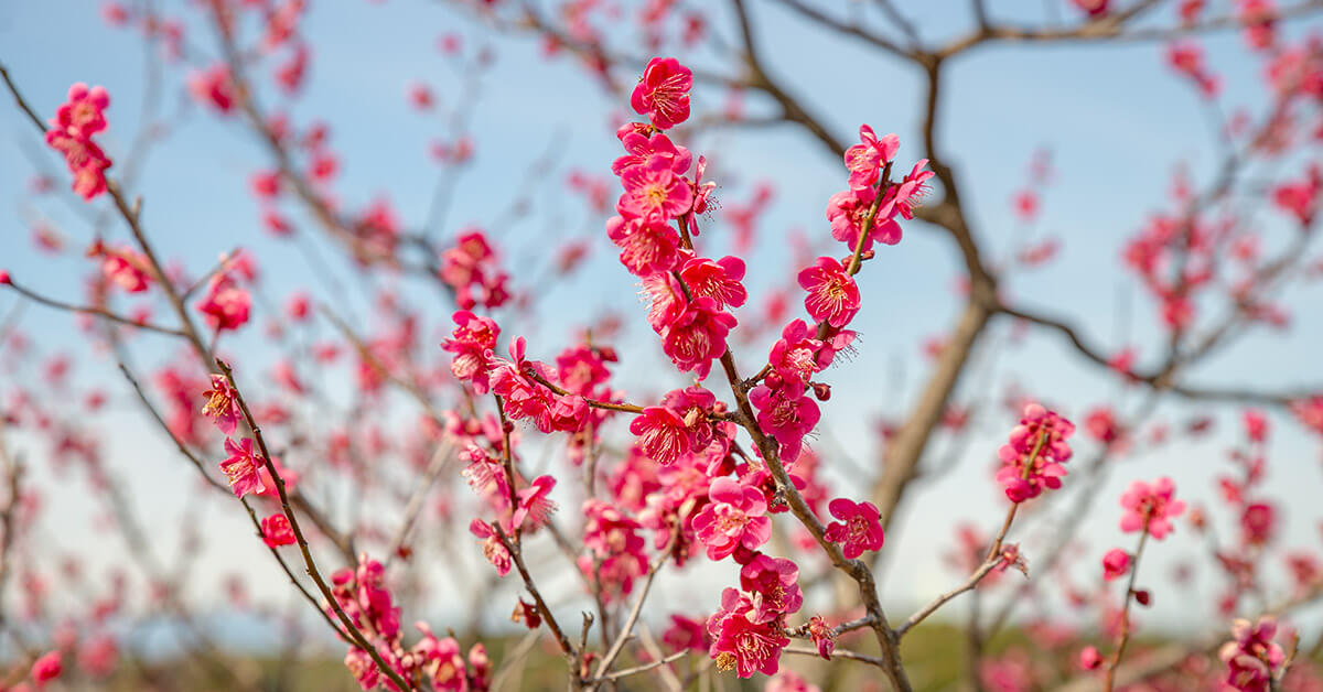 Plum Blossoms in Aichi and Nagoya