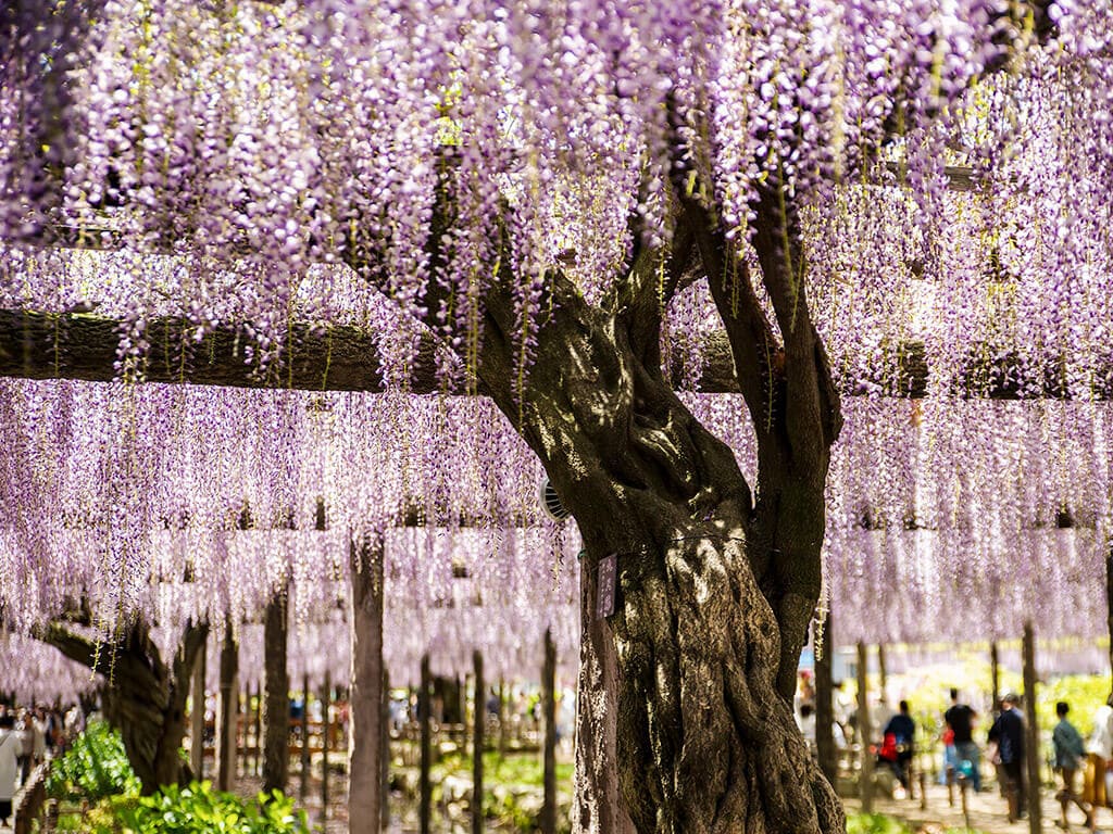 Top 6 Spots To See Wisteria Flowers In Aichi Nagoya Is Not Boring