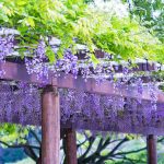 Wisteria flowers