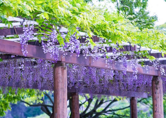 Wisteria flowers