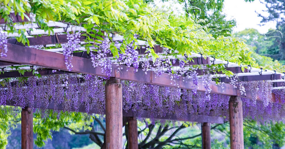 Wisteria flowers