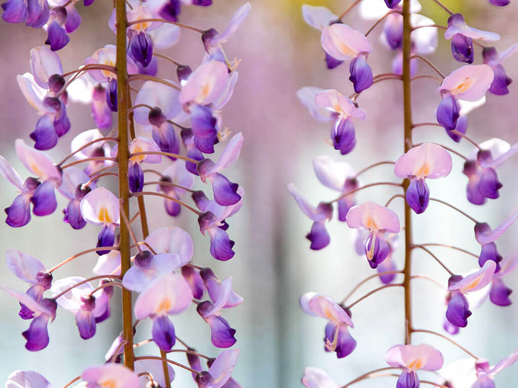 Wisteria flowers upclose