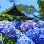 Chayagasaka Park Hydrandreas