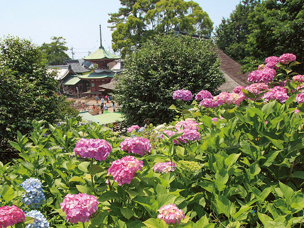 Otsuka Shokaiji Temple Hydrandreas