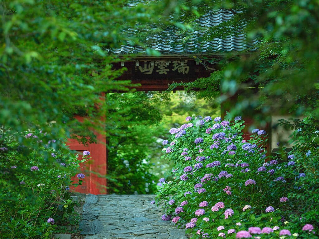 Honkoji Temple Hydrandreas