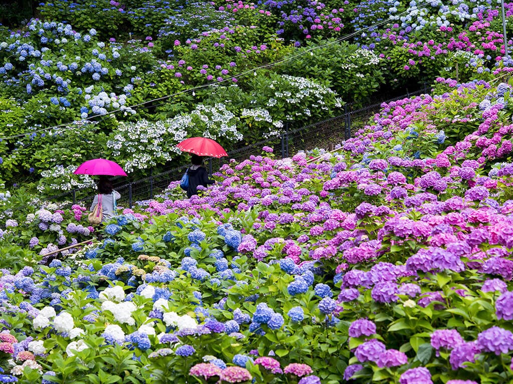 Katahara Onsen Hydrandreas