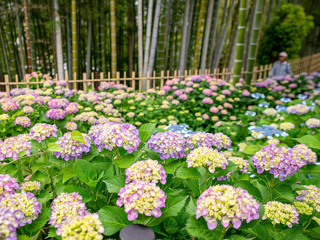 Kotokuin Temple Hydrandreas