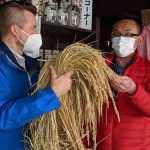 Talking about rice at a sake brewery