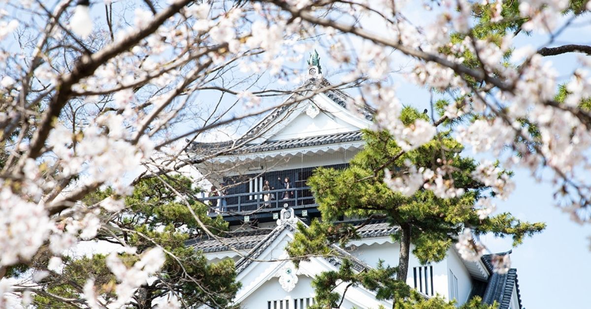 Okazaki castle surrounded by blossoms