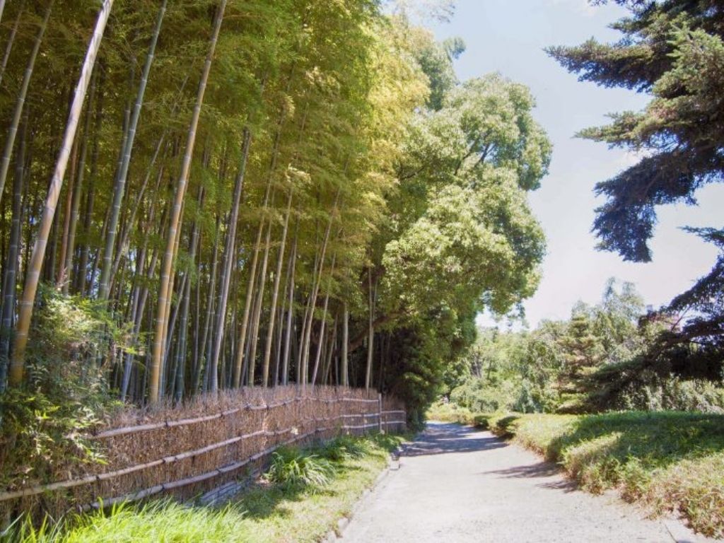Bambu forest in Shirotori Garden