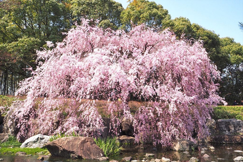 Shirotori Garden in the spring