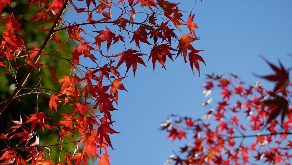 Autumn leaves Bright orange Japanese maple leaves on a clear blue day.
