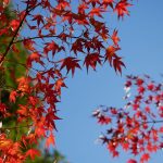 Autumn leaves Bright orange Japanese maple leaves on a clear blue day.