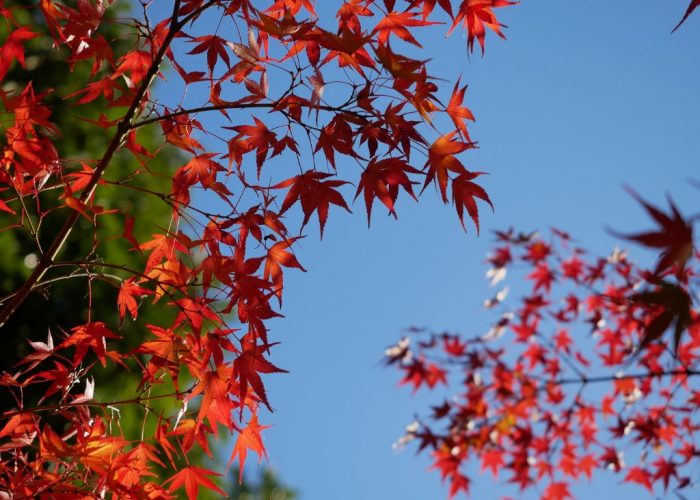Bright orange Japanese maple leaves on a clear blue day.