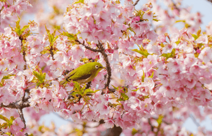 Cherry blossoms with uguisu bird