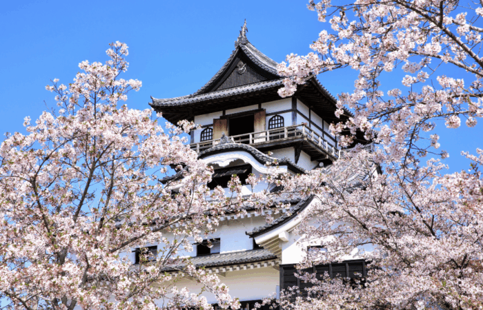 Inuyama Castle with cherry blossoms