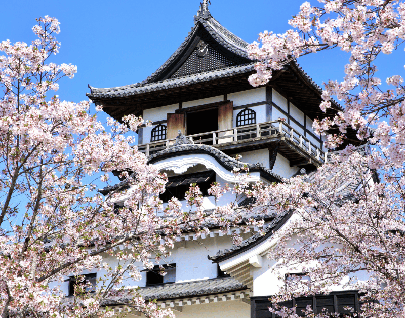 Inuyama Castle during cherry blossoms