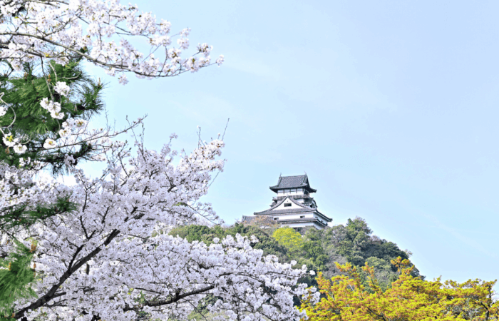 Inuyama castle on uphill with sakura trees in bloom