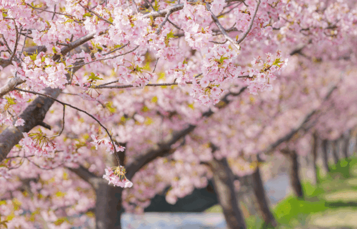 Inuyama cherry blossoms