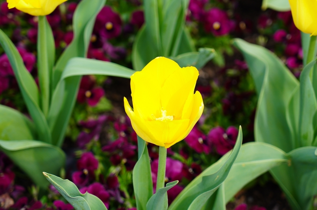 A yellow flower starting to bloom among shorter burgundy flowers at Higashiyama Botanical Gardens.