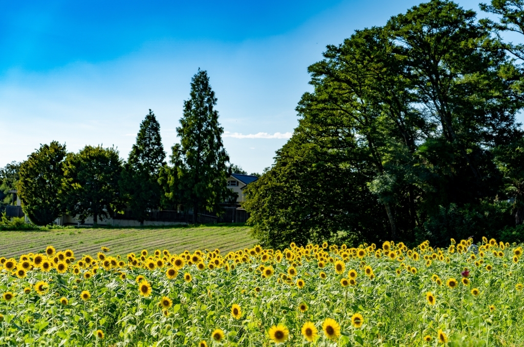 Aichi Farm Sunflower Field in full bloom, with the sunflowers in the foreground, rows of green in the middle, and tall green trees in the background beneath a bright blue sky.