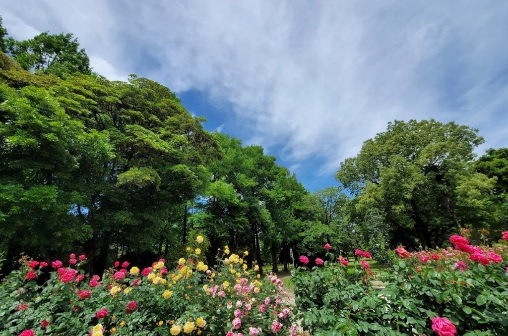 Roses and trees at Shonai Ryokuchi Park.