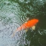 Two orange koi fish swimming in a rainy pond.