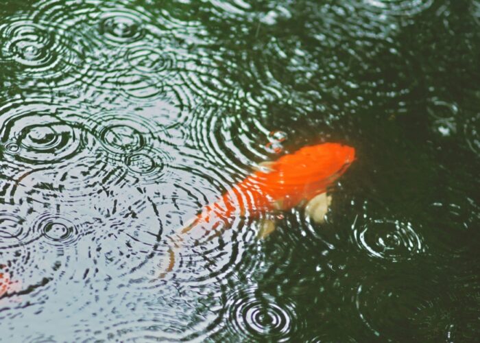 Two orange koi fish swimming in a rainy pond.